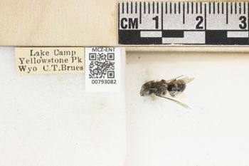 Media type: image;   Entomology 793082 Aspect: Labels